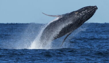 Nearly 300 humpback whales were seen in a rare 'supergroup' that shows their recovery