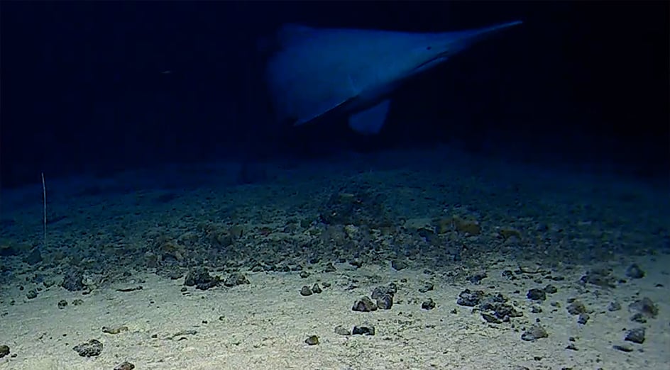 Scientists recorded more than 50 days of deep-ocean footage before a goblin shark appeared for just over 20 seconds near the Tonga Trench, one of the first two confirmed sightings of this 125-million-year lineage alive in its natural habitat