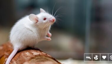 This Scientist Just Created A 'Virtual Mouse' To Replace Animal Testing
