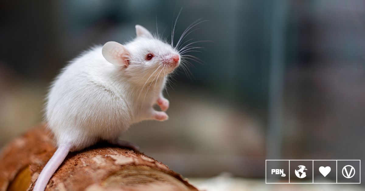 This Scientist Just Created A 'Virtual Mouse' To Replace Animal Testing