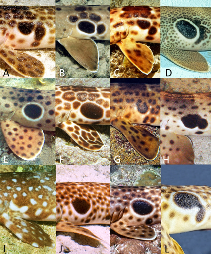 12 images showing the area behind the gills of sharks with different spot patterns.
