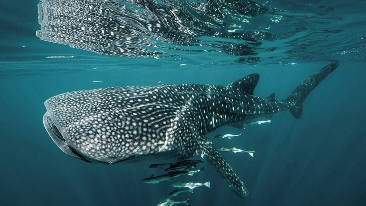 Whale shark season