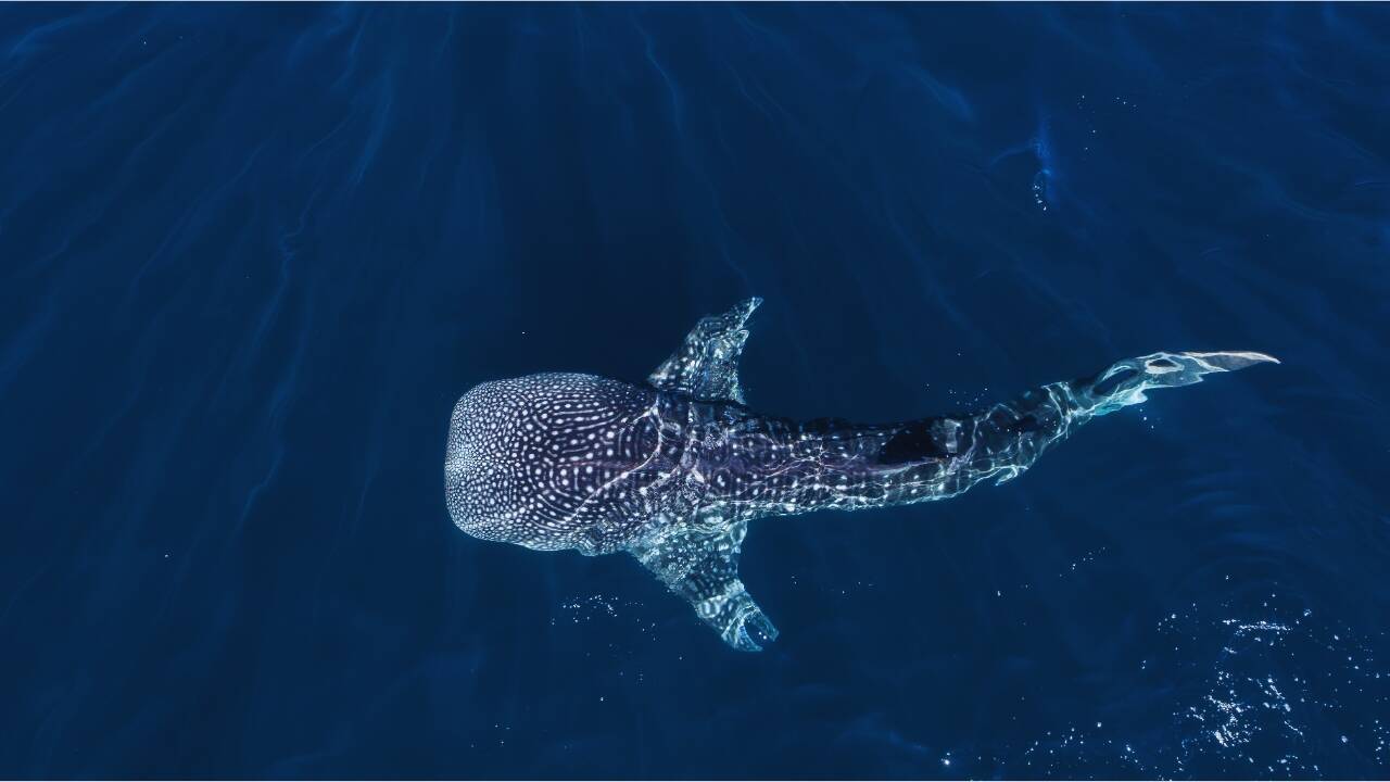 Whale shark swimming in the sea