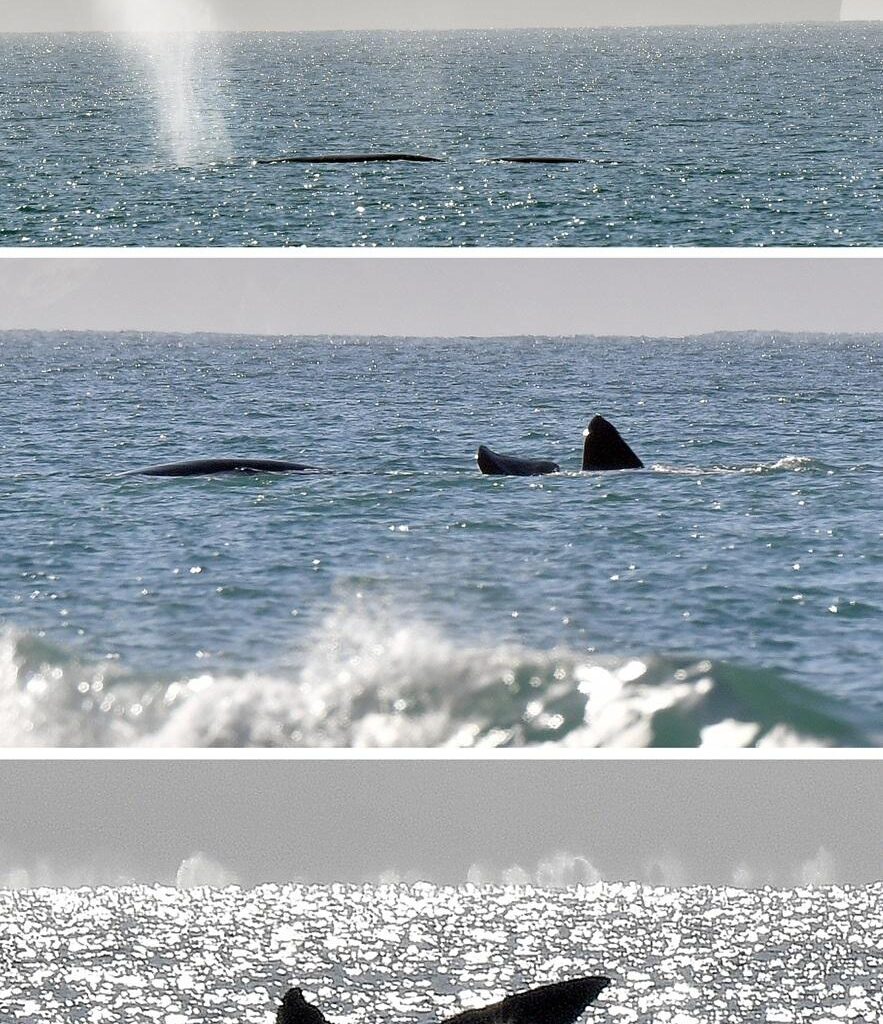 Whales continue to frolic around harbour mouth