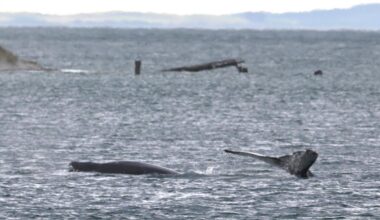 Spotting whales no fluke | Otago Daily Times Online News