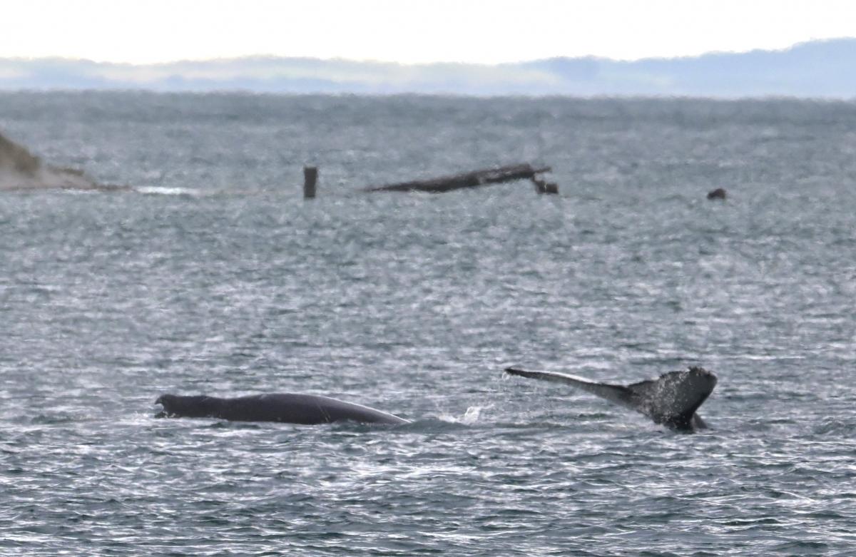 Spotting whales no fluke | Otago Daily Times Online News