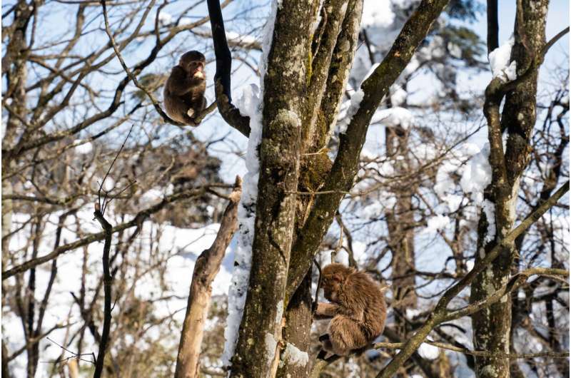 Japanese macaques had the most obvious response, as they became much less active and moved higher into branches. Credit: Pexels When darkness fell during the total solar eclipse, zoo animals responded in wildly different ways