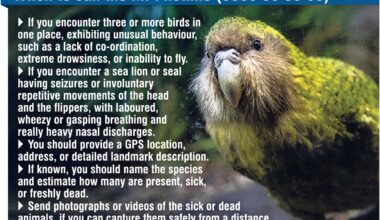 Flu fears for native species