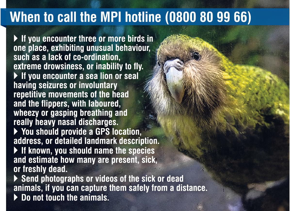 Flu fears for native species