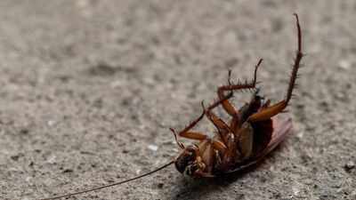 Why playing dead helps insects escape predators, according to science