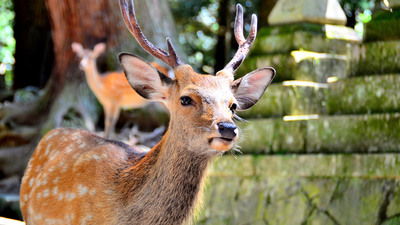 Japan’s wild deer bow to tourists who approach them, but not out of politeness, because they have learned that bowing brings food