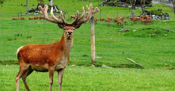 'Organic meat': Coast councillor suggests harvesting pest animals