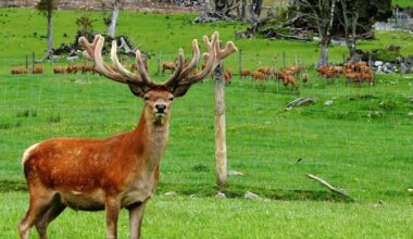 'Bizarre': Wild deer left out of West Coast pest management plan