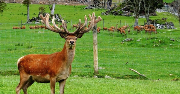 'Bizarre': Wild deer left out of West Coast pest management plan