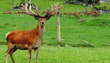'Ludicrous': Farmers slam hunters' plan to target female animals