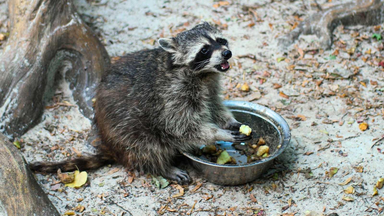 wild raccoon eating out of pet food bowl