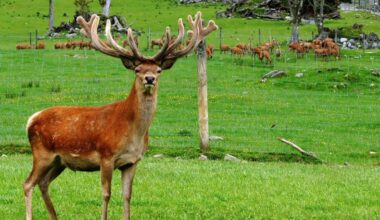 Councillor suggests harvesting pest animals