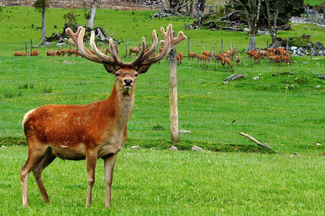 Councillor suggests harvesting pest animals