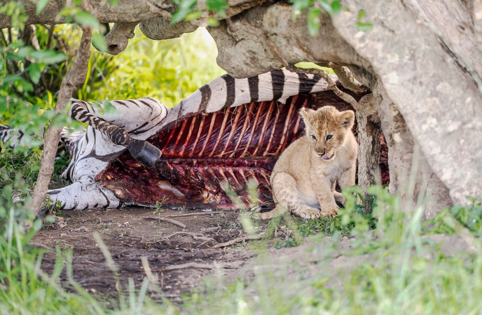 wolf feeding carcass