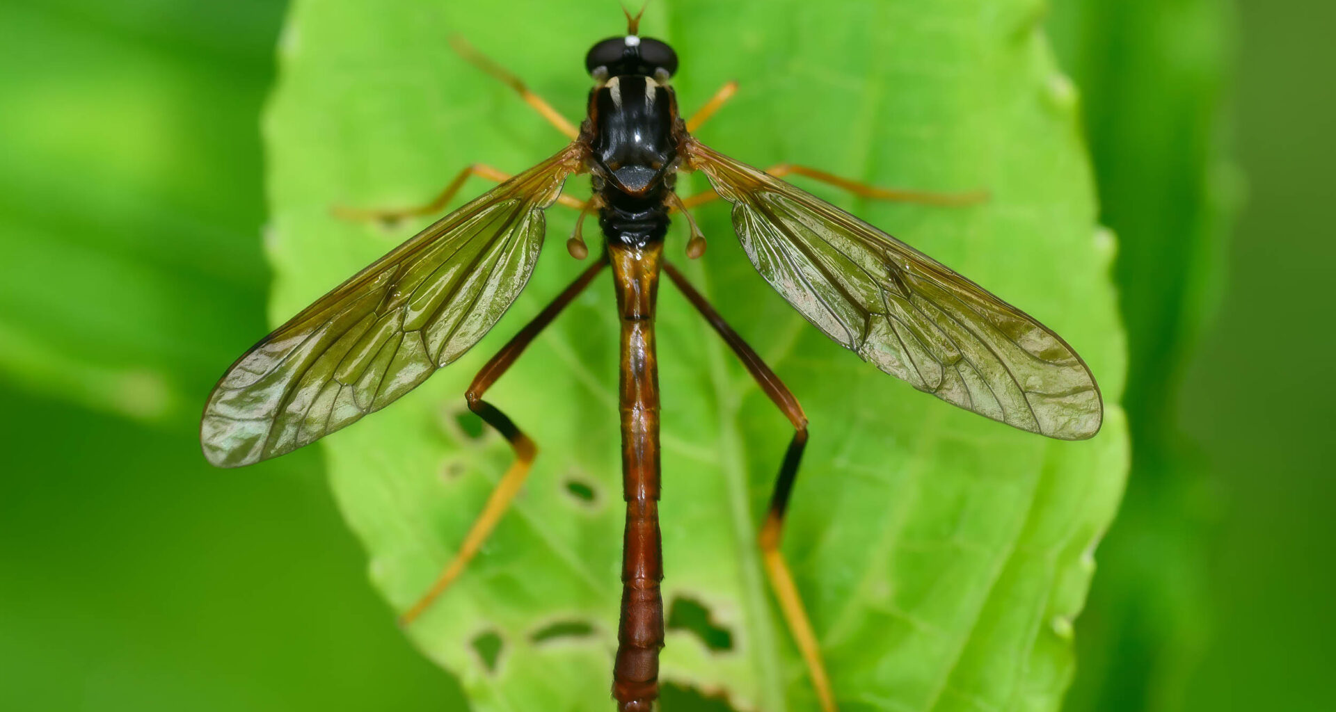 New wormlion species builds pitfall traps on the slopes of the Himalayas
