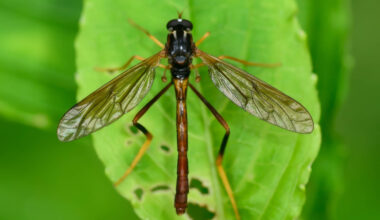 New wormlion species builds pitfall traps on the slopes of the Himalayas