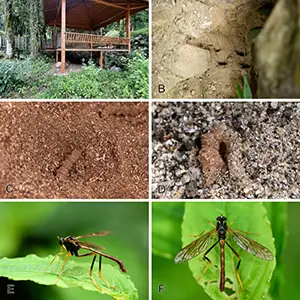 Habitats and habitus of Vermitigris tsangyanggyatso sp. nov. A. A pavilion shades a larval colony; B. Larval colony in fine-grained soil under a giant rock; C. Larva inhabiting wood debris produced by wood-boring insects under a pavilion; D. Larva inhabiting fine-grained river sands accumulated under a giant rock next to a river; E, F. Male resting on a plant leaf. Credit: ZooKeys