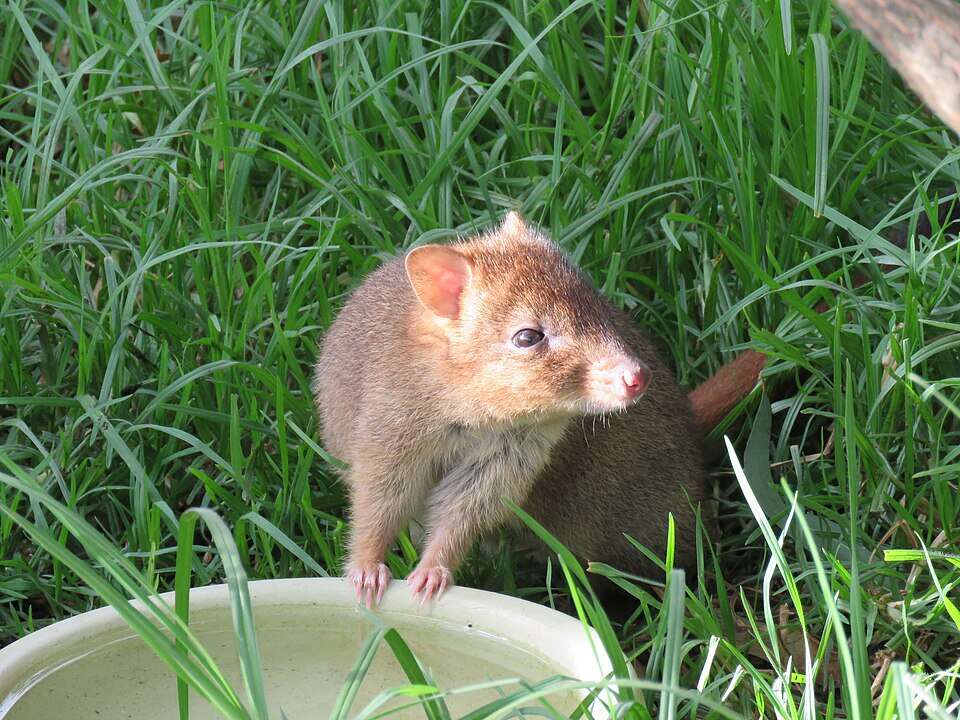 A Woylie or brush-tailed bettong (Bettongia penicillata) at Australian Wildlife Park, Albany, Western Australia. Image Credits: Wikimedia Commons. Woylie_(Bettongia_penicillata)_at_Australian_Wildlife_Park,_Albany,_April_2022_05