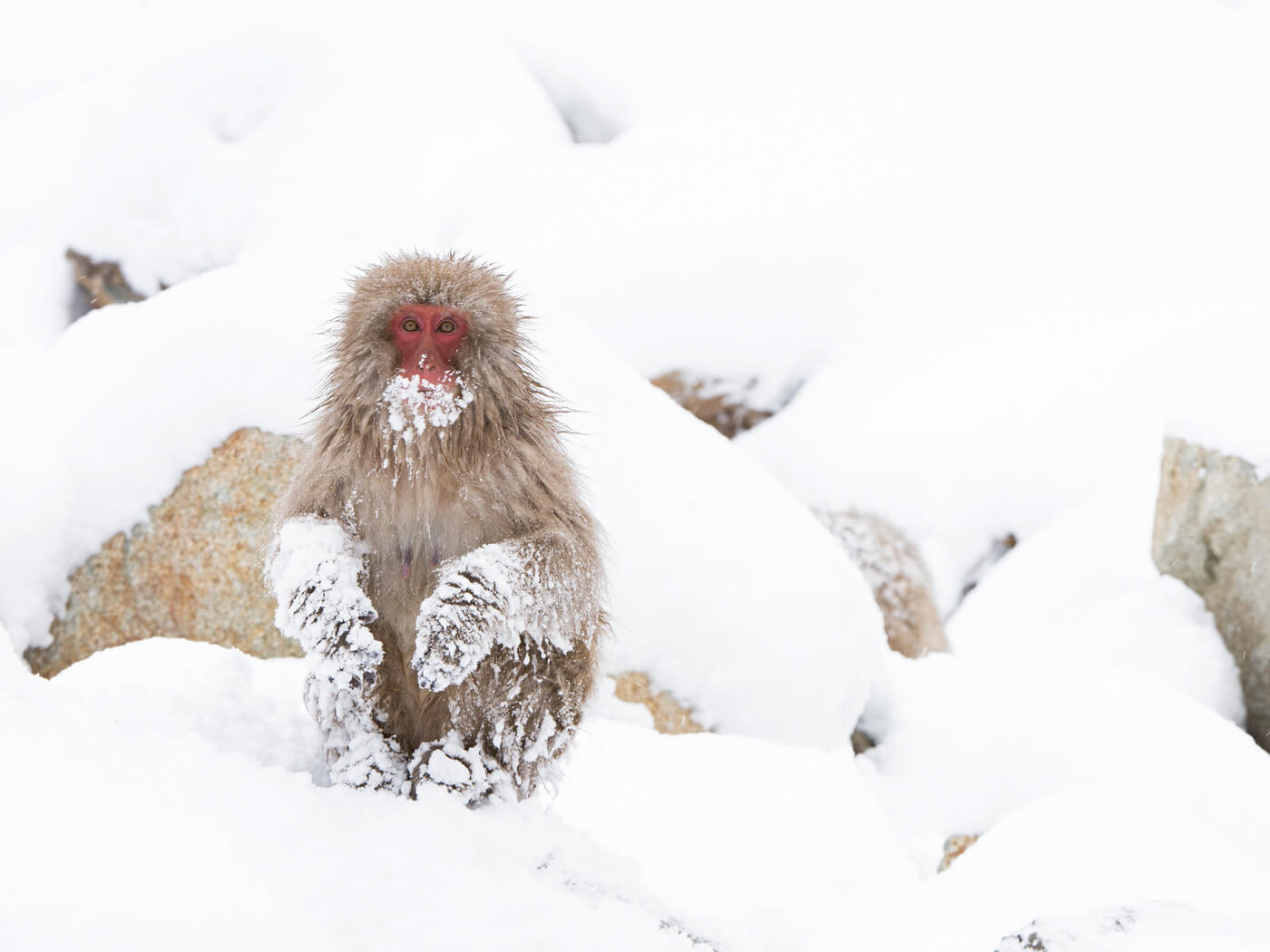Monkey in snow.