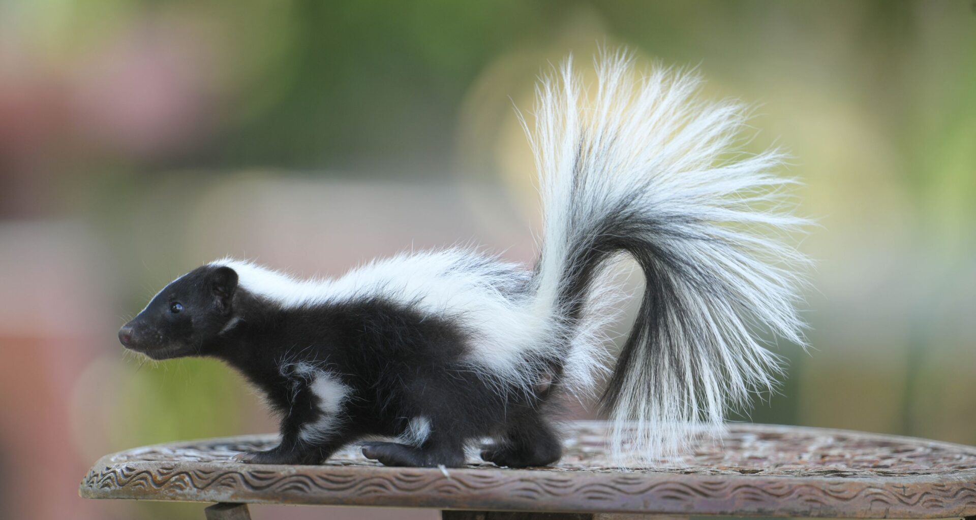 Skunk in your backyard? Experts share the signs to look out for