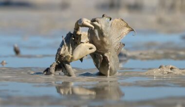 Crab snaps fish out of muddy water.