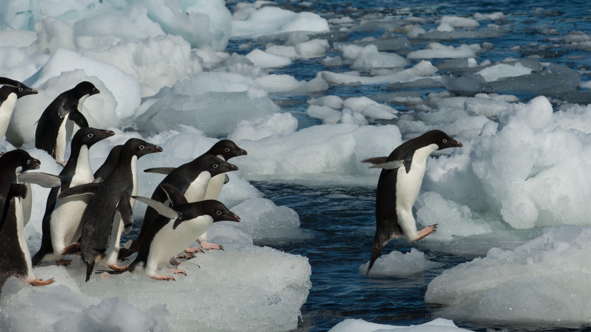 a group of penguins jump from one ice floe to another in the sea