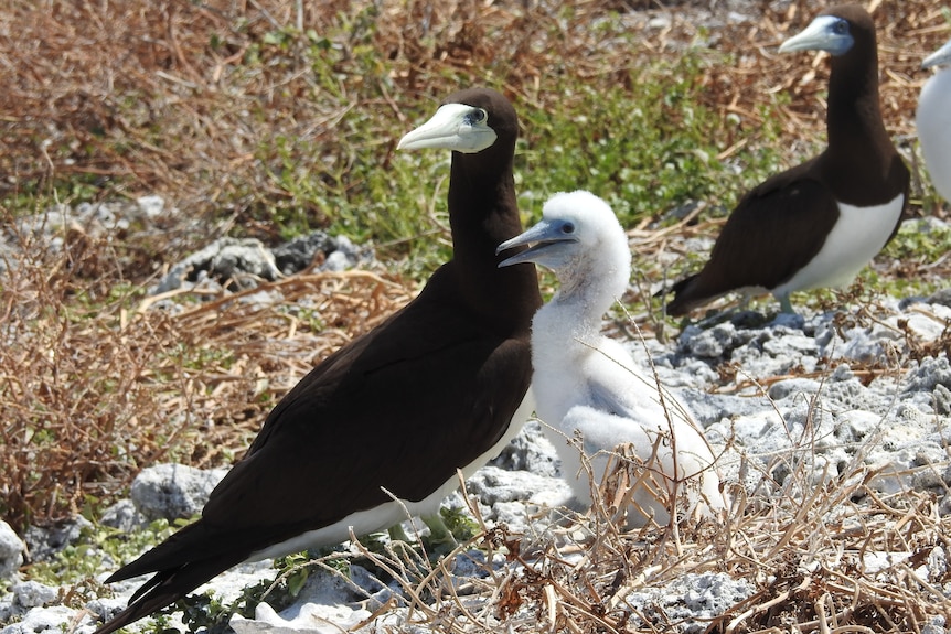 Dark birds and their light-coloured chicks on stones and grass.