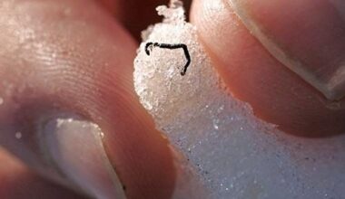 ice worm