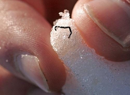 ice worm