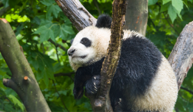 Live: Giant pandas' birthday party!