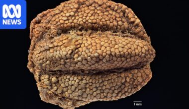  Central Queensland fossilised fruits discovery changes understanding of plant evolutionary history 