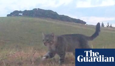 Nine Lives, the feral cat that terrorised New Zealand’s rare ducks, is caught after three years | New Zealand