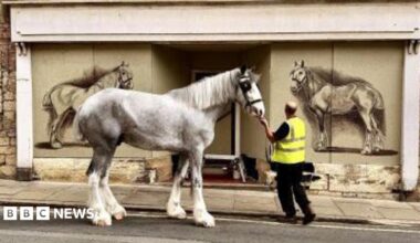 Grey shire horse with white legs stood in front of a boarded up shop with a drawing on either side of the door of a shire horse