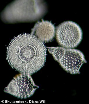 The microbes included diatoms ¿ glass-shelled algae that form the foundation of marine food webs (stock image)