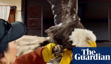 ‘Awed by nature’: fans mourn California’s beloved Jackie the bald eagle, whose legacy soars on | California