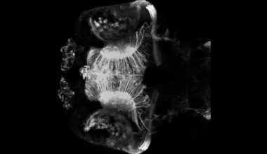 Early experience shapes fish retinal cells, alters behavior
