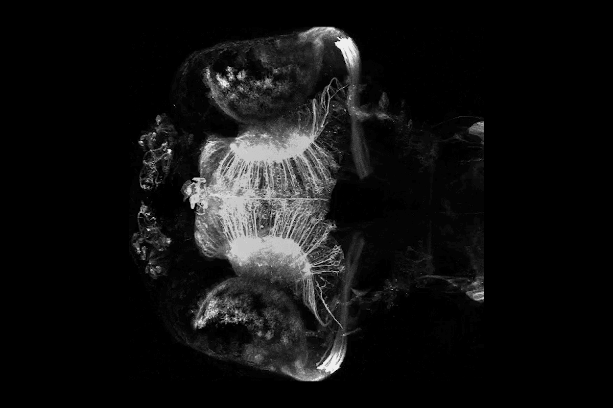Early experience shapes fish retinal cells, alters behavior