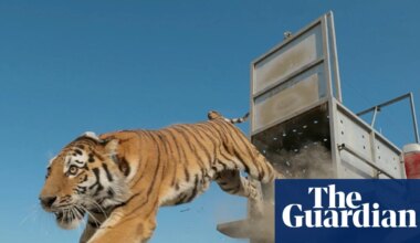 Week in wildlife: a tiger release, an Exmoor eagle and Pallas’s kittens - The Guardian