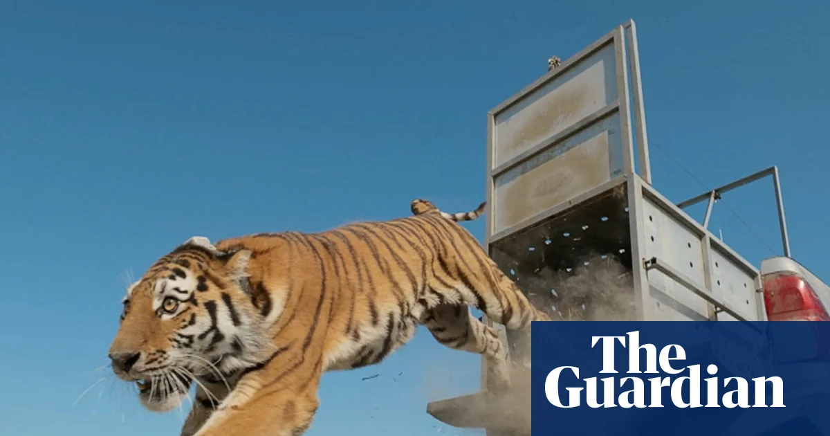 Week in wildlife: a tiger release, an Exmoor eagle and Pallas’s kittens - The Guardian