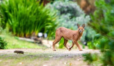 A caracal hunting a rat in Kirstenbosch National Botanical Gardens, Cape Town, South Africa, where they have been found to be exposed to high levels of rat poisons