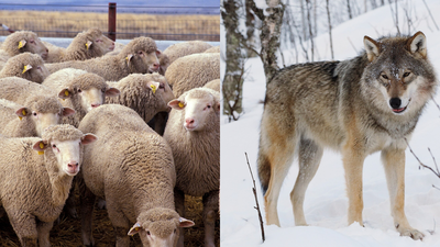 <b>An Austrian inventor has built armor for sheep to protect them from wolves, but the idea is dividing farmers and animal experts</b>