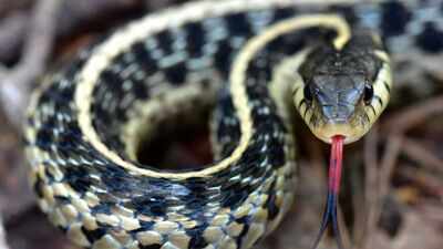 5 Scariest and most poisonous snakes found in Australia