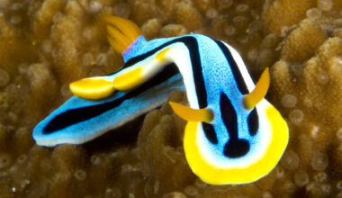 How sea slugs get their flashy colors