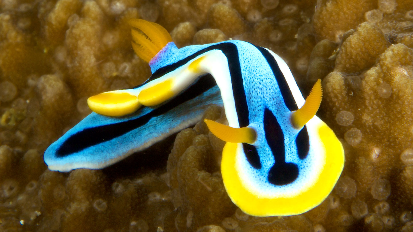 How sea slugs get their flashy colors