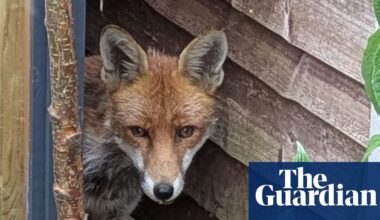 Country diary: The thin, hungry fox goes for the sleepy hen | Wildlife